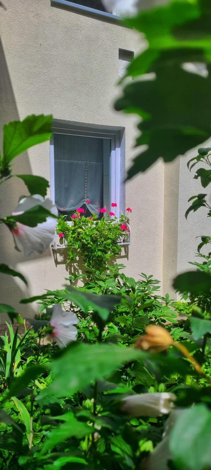 Anna'S Guesthouse 클루지나포카 외부 사진